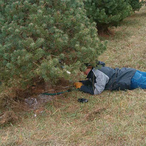 Choose and Cut Christmas Trees in Rantoul, KS near Ottawa, Kansas